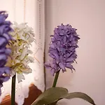 Apartament Iris Garden Retreat Corinth