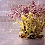 Iris Garden Retreat * Corinth