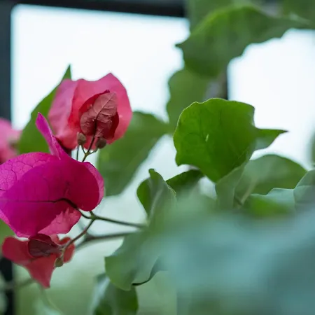 شقة Iris Garden Retreat Corinth