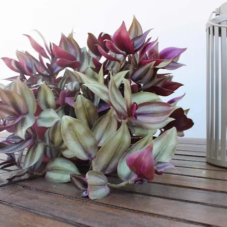 Iris Garden Retreat Corinth