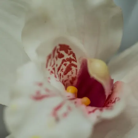 Iris Garden Retreat Corinto