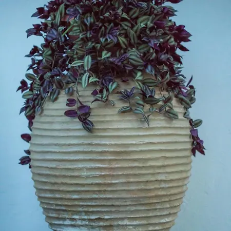 شقة Iris Garden Retreat *