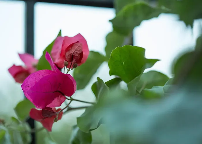 Апартаменты Iris Garden Retreat Corinth