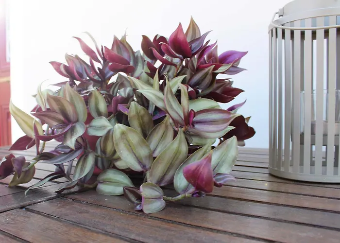 Iris Garden Retreat Corinth