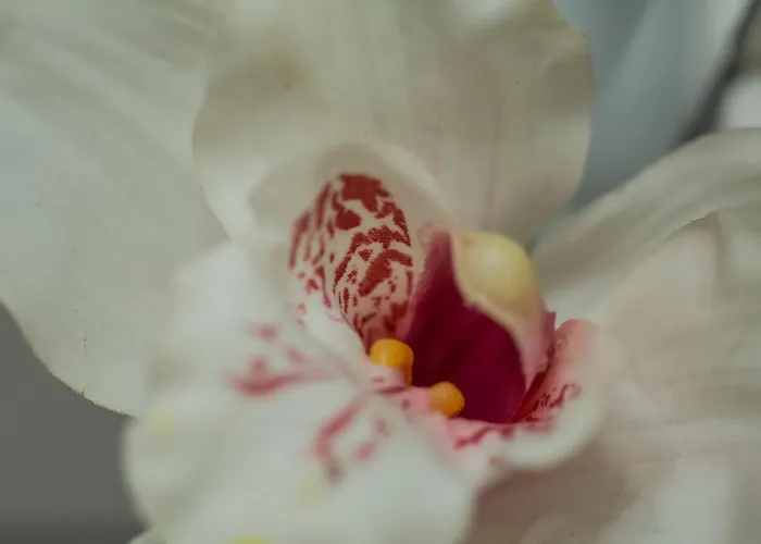 Iris Garden Retreat Corinth