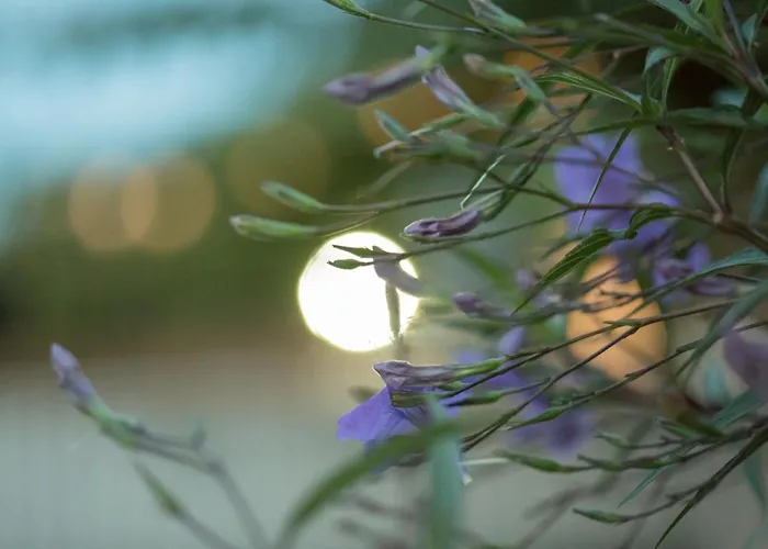 Iris Garden Retreat * Corinth